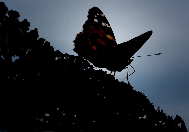 L+S 1 VerschDDD_2250 Kopie.jpg -                                .